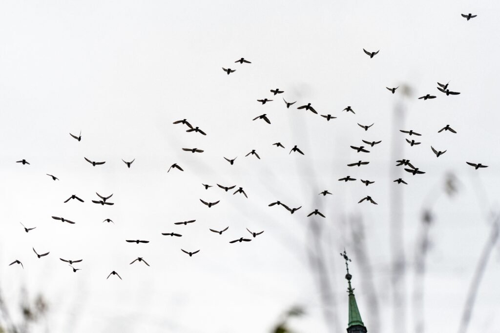Crows flying